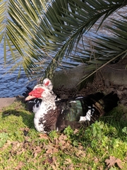 Cairina moschata domestica