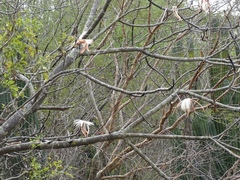 Pseudobombax palmeri