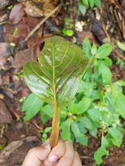 Ocotea stenoneura