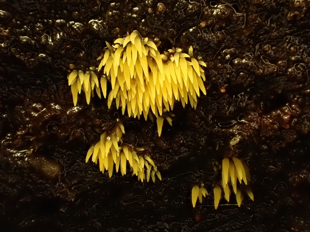 Mucronella flava · February 2026 · photo: © reago (iNaturalist, cc-by)