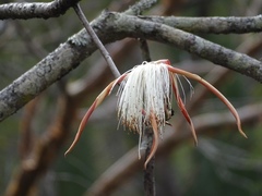 Pseudobombax palmeri