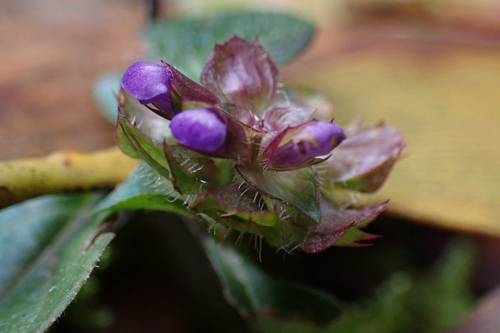 Prunella vulgaris observed 2026-02-23