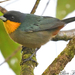 Yellow-throated Tanager - Photo (c) Allen Chartier, some rights reserved (CC BY-NC), uploaded by Allen Chartier