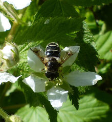 Eristalis obscura