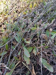 Limonium californicum