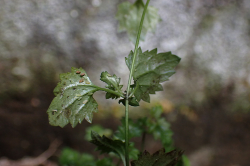 Veronica plebeia observed 2026-02-23