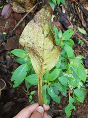 Ocotea stenoneura