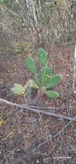 Opuntia deamii