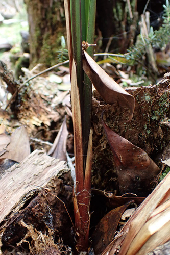 Carex alligata observed 2026-02-23
