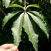 Schefflera - Photo (c) Duncan Cunningham, some rights reserved (CC BY-NC), uploaded by Duncan Cunningham