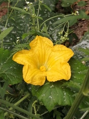 Cucurbita argyrosperma