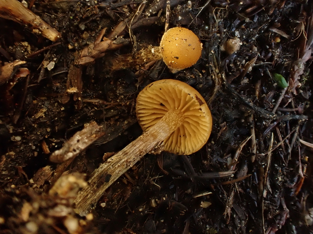 Galerina badipes · February 2026 · photo: © reago (iNaturalist, cc-by)