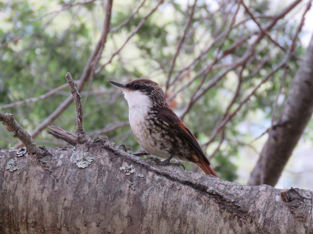 White-throated Treerunner