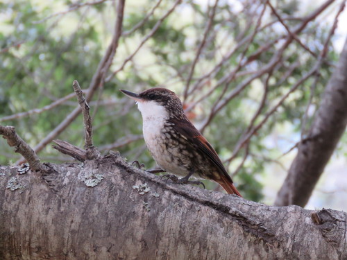 White-throated Treerunner