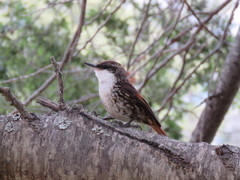 Pygarrhichas albogularis