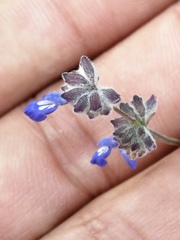 Salvia lasiocephala