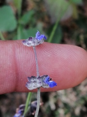 Salvia lasiocephala