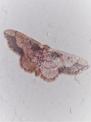 Idaea kendallaria