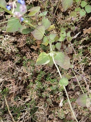 Salvia lasiocephala