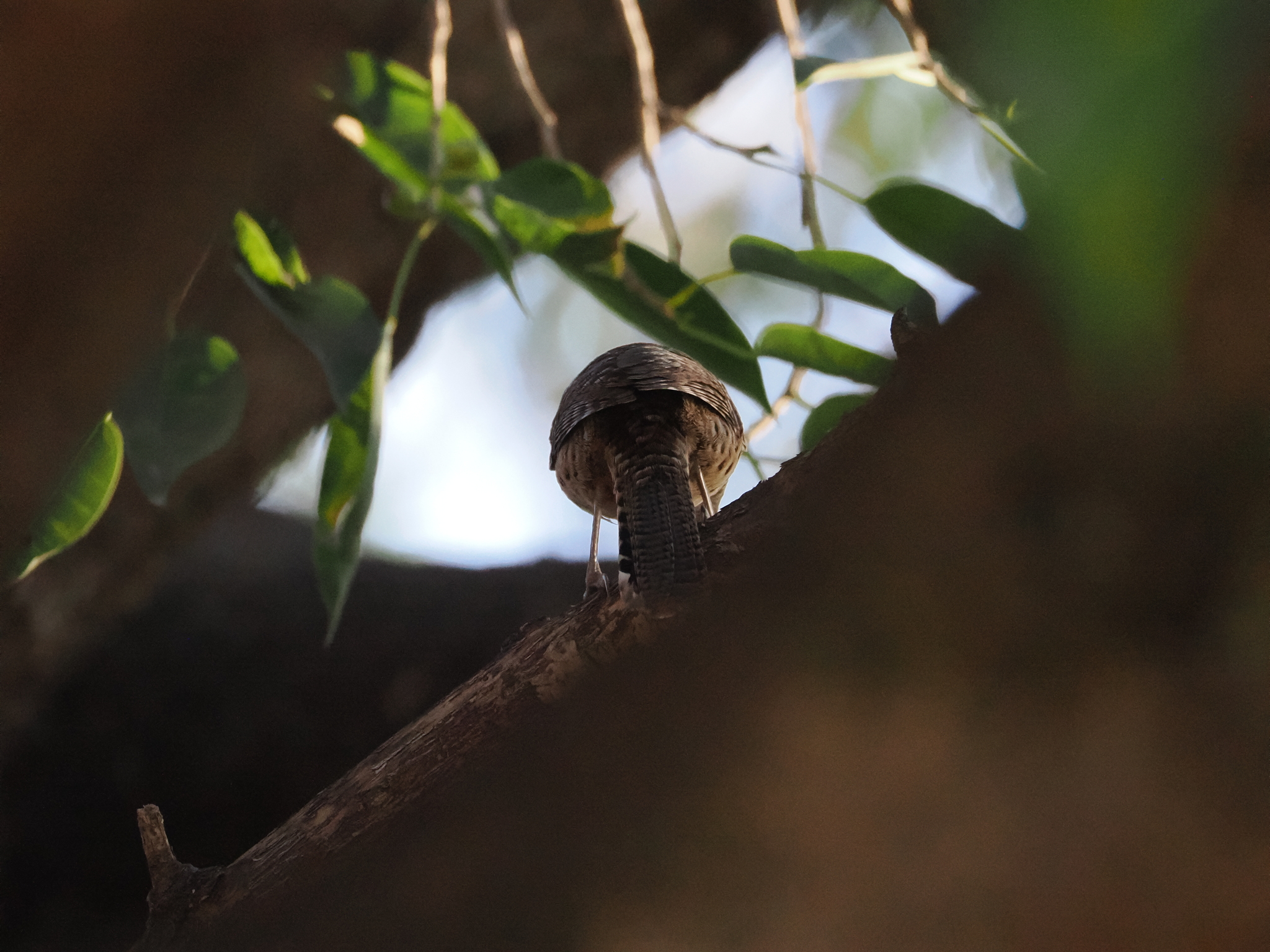 Spotted Wren (Campylorhynchus gularis), photo 5