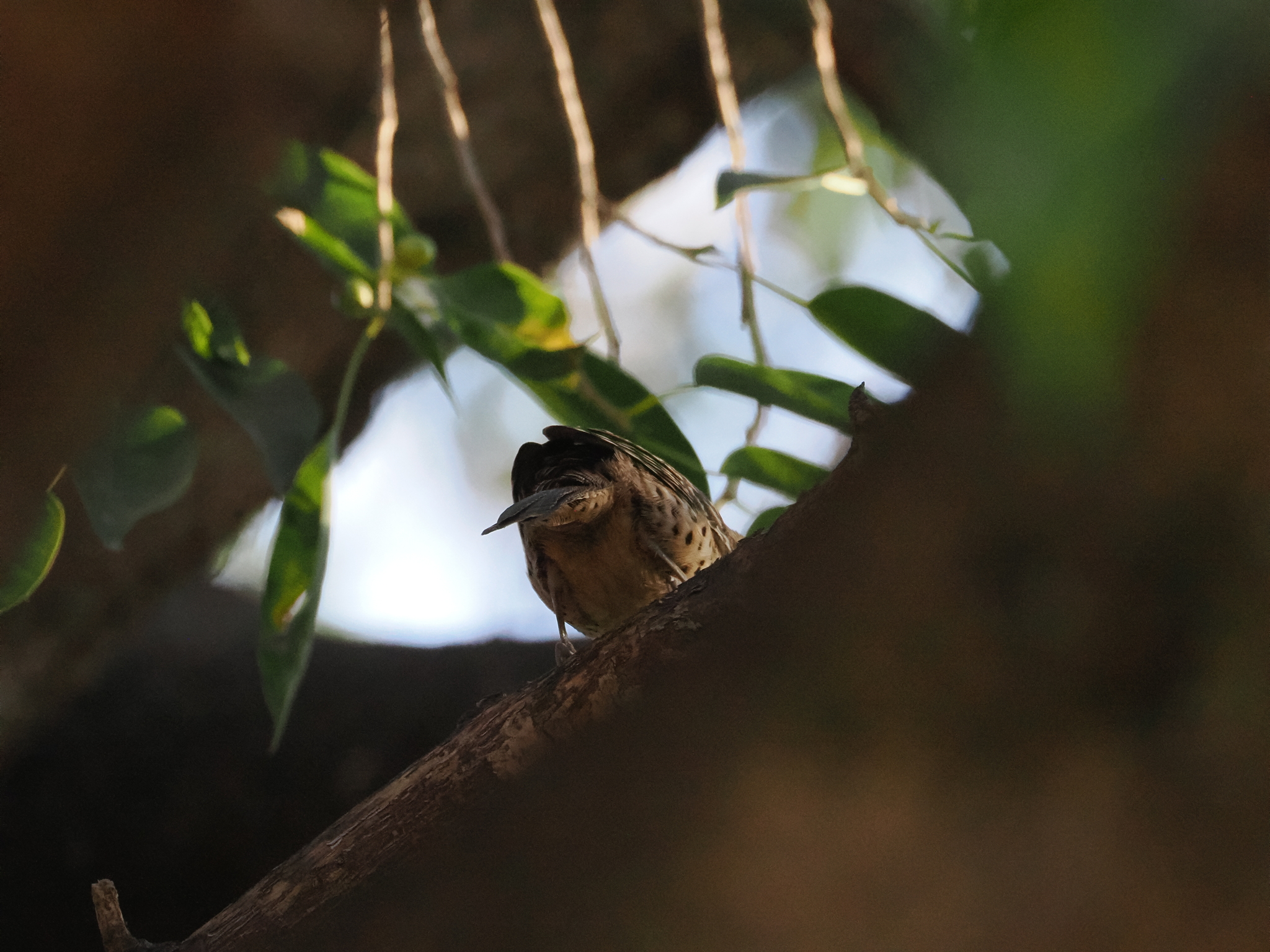 Spotted Wren (Campylorhynchus gularis), photo 3