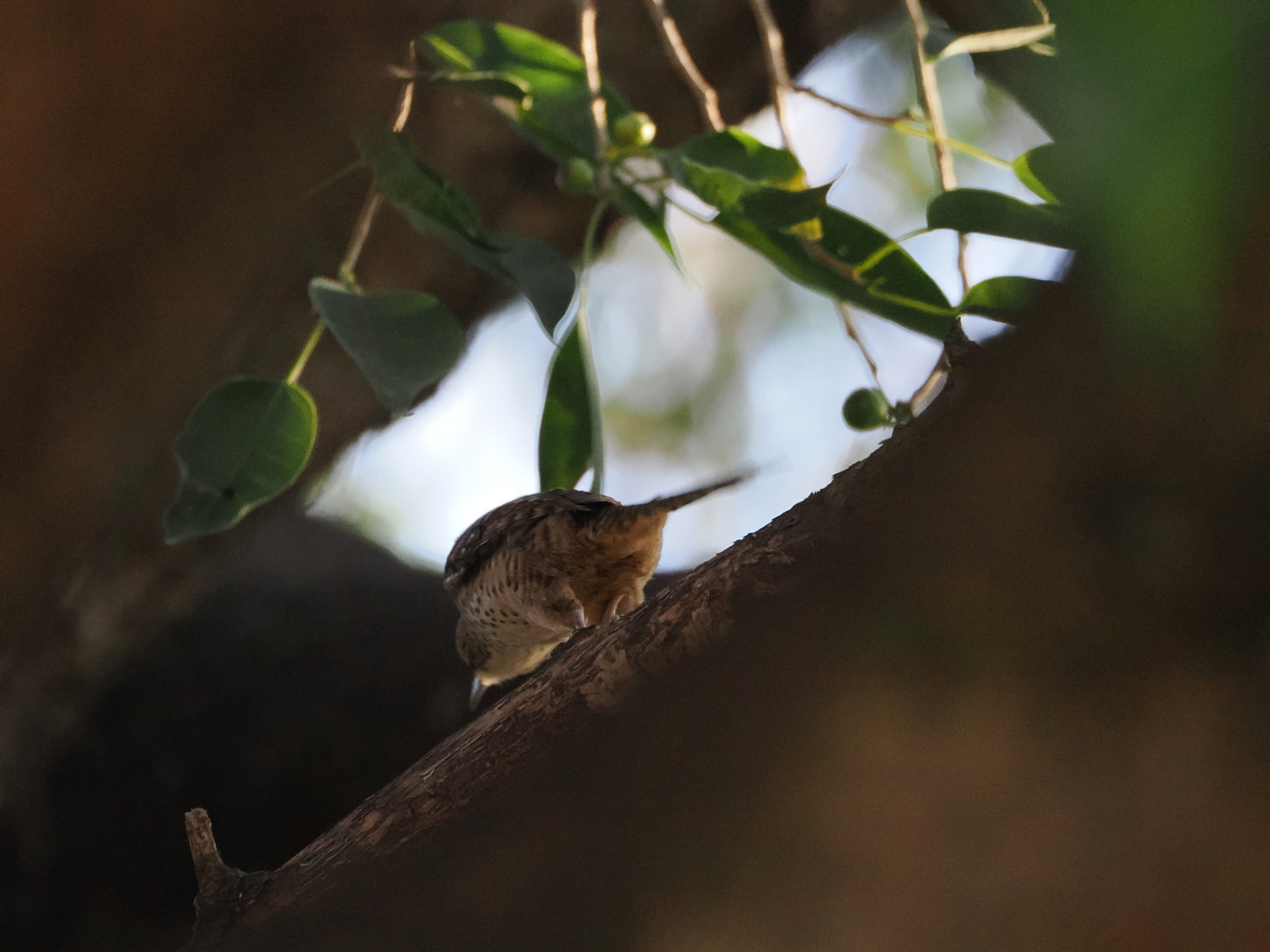 Spotted Wren (Campylorhynchus gularis), photo 4