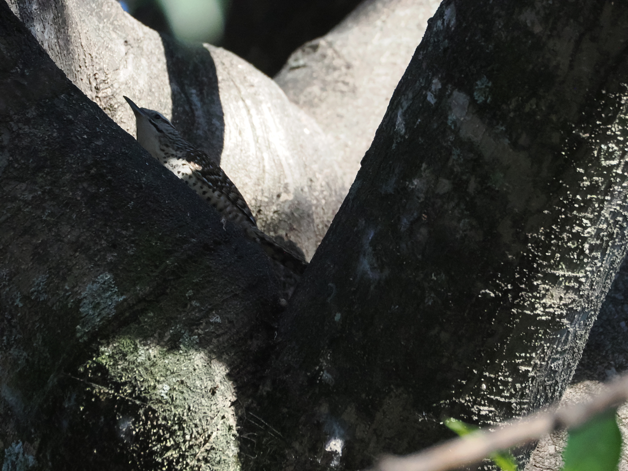 Spotted Wren (Campylorhynchus gularis), photo 2