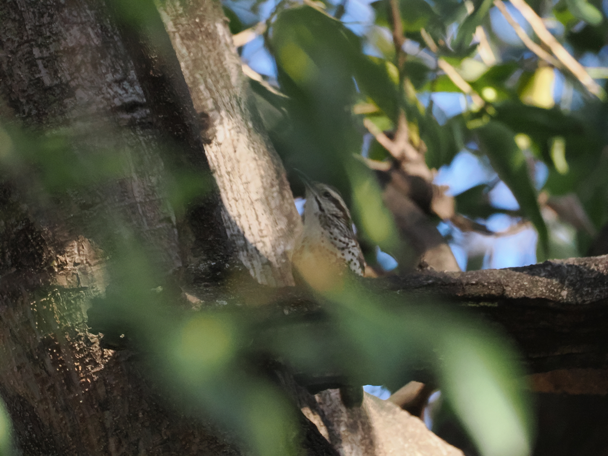 Spotted Wren (Campylorhynchus gularis), photo 6