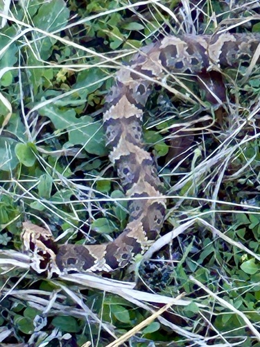 Florida Cottonmouth