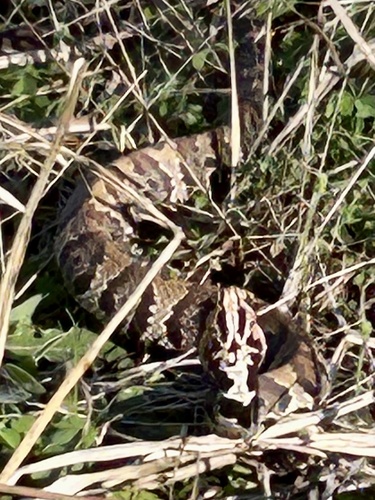 Florida Cottonmouth