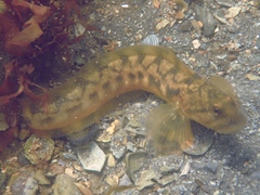 Viviparous Blenny photo 4