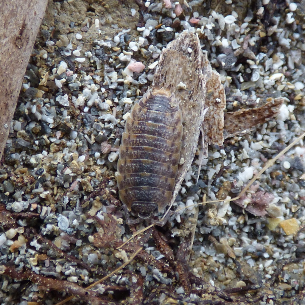 Isopod