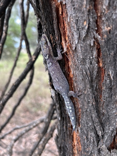 Elegant Velvet Gecko