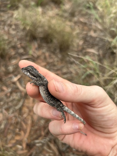 Eastern Bearded Dragon