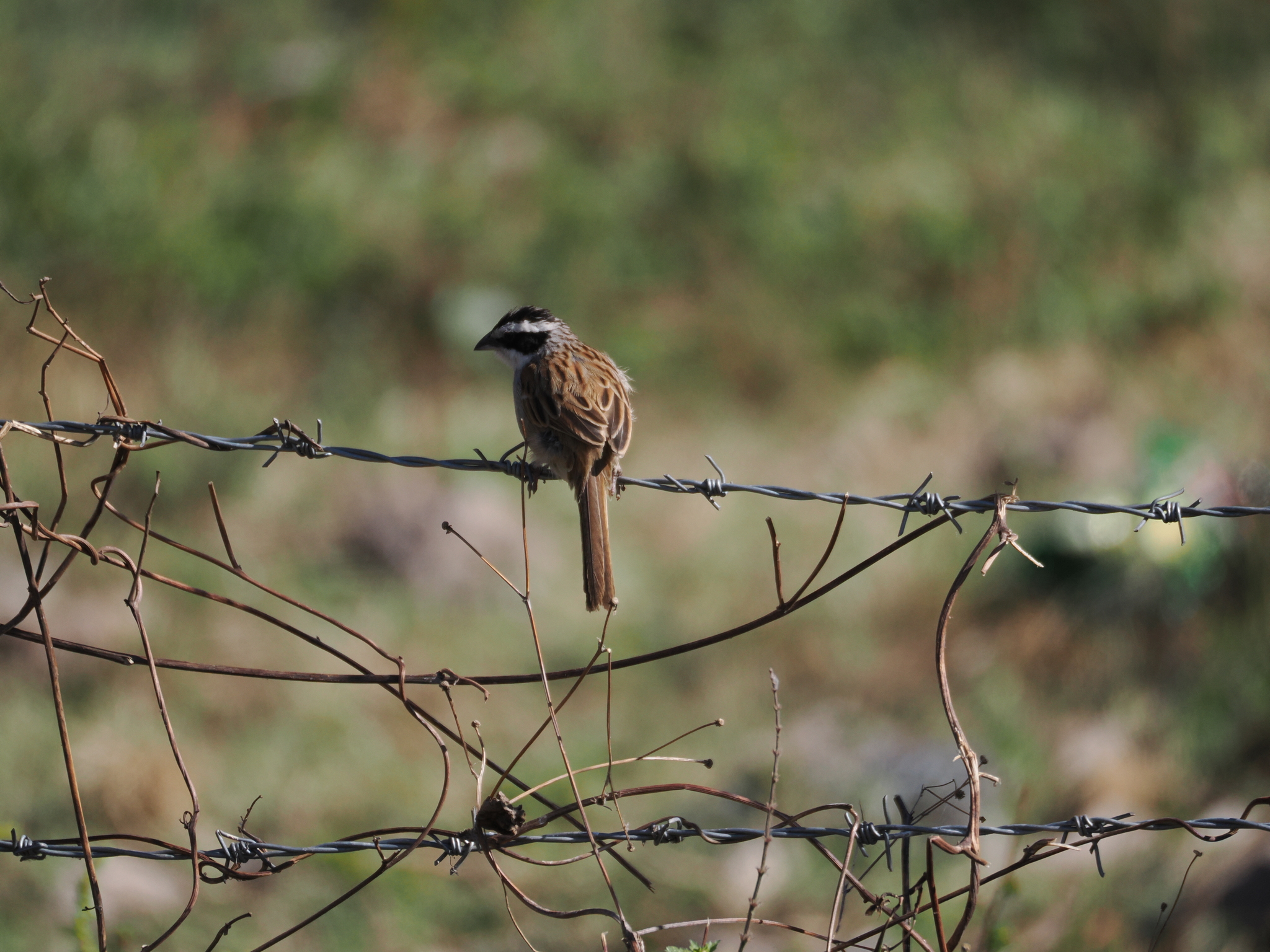 Stripe-headed Sparrow (Peucaea ruficauda), photo 9
