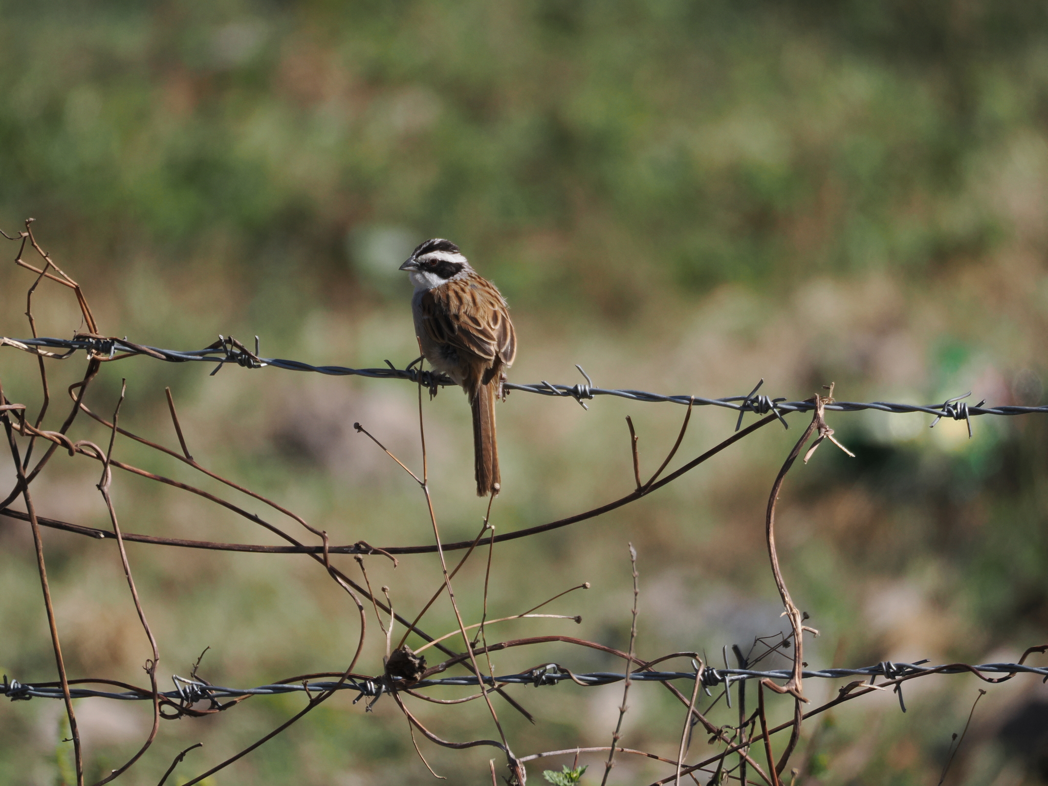Stripe-headed Sparrow (Peucaea ruficauda), photo 10