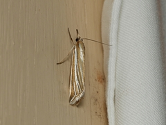 Hednota relatalis
