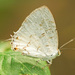 Pale Ministreak - Photo (c) Karl Kroeker, some rights reserved (CC BY-NC)