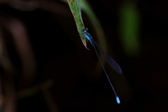 Nesobasis angulicollis