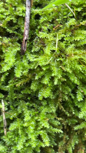 Racopilum cuspidigerum observed 2026-02-23