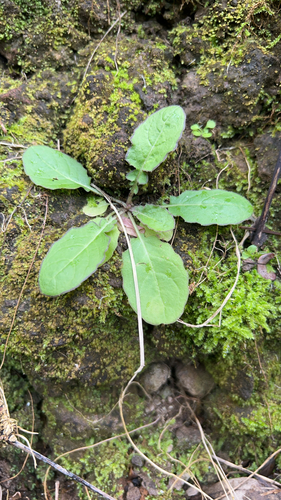 Youngia japonica observed 2026-02-23