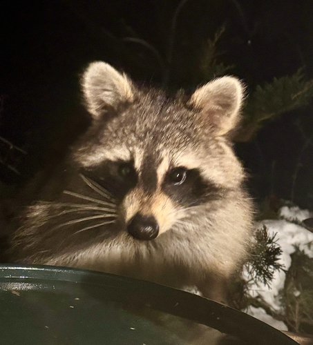 Common Raccoon photographed in Wisconsin