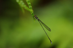 Nesobasis telegastrum