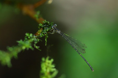 Melanesobasis flavilabris