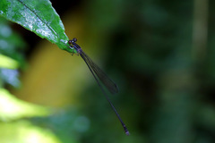 Nesobasis longistyla