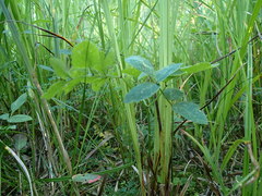 Ostericum palustre
