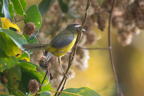 Chestnut-capped Warbler (Basileuterus delattrii), photo 6