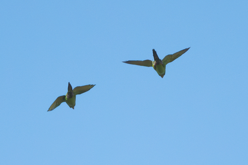 Pacific Parakeet (Psittacara strenuus), photo 7