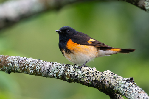 American Redstart, photo 4 of 10
