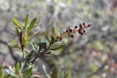 Comarostaphylis polifolia
